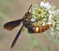 Photograph of predatory wasp.